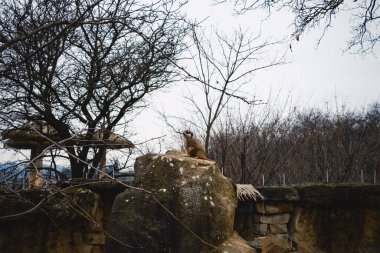Etrafa bakınırken bir kayanın tepesinde . 