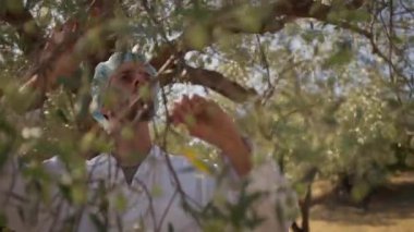 Bilim adamı kalite kontrolü için zeytin dalı inceliyor . 