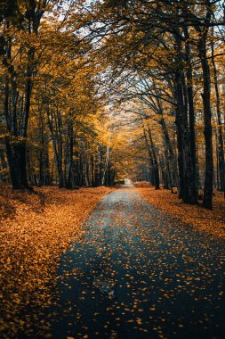 Doğaya Sonbaharda Gelen Renkler. 
