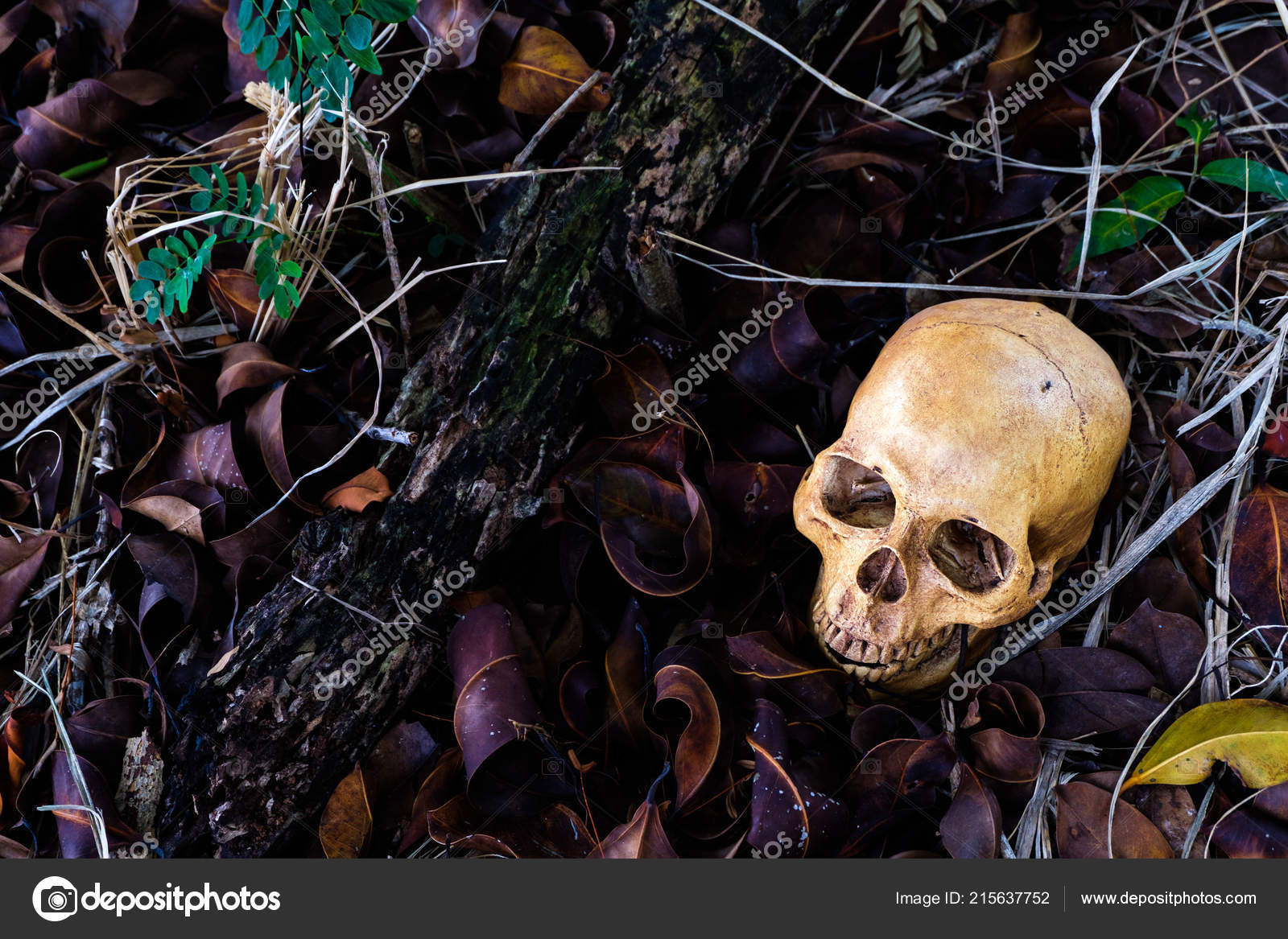 Horror Scene Human Skull Floor Halloween Concept Stock Photo