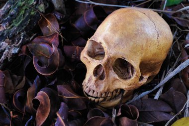 Yerde insan kafatası ile korku sahne. Cadılar Bayramı kavramı.