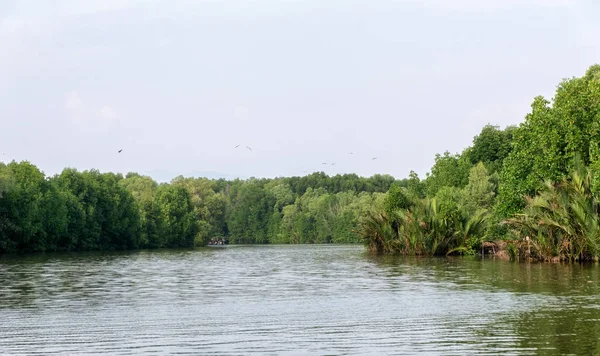 Mangrov orman Tayland Nehri üzerinde.