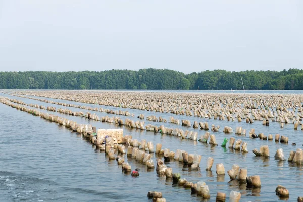 İstiridye çiftlik Tayland Nehri'nin doğu plastik şişe.