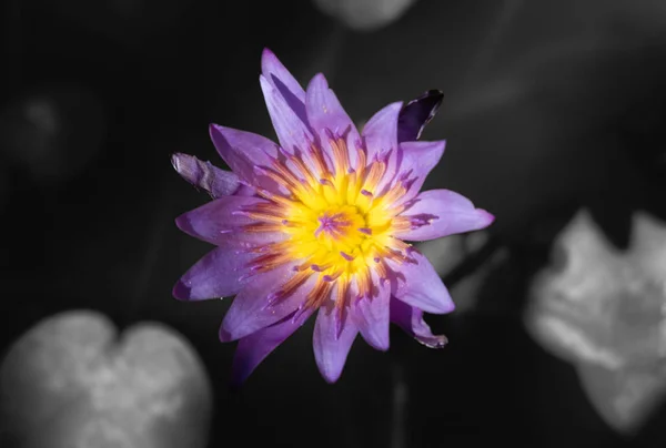 Krásný Lotosový Květ Doplněn Bohatými Barvami Vodní Hladiny — Stock fotografie