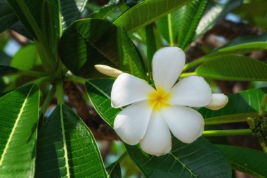 Beyaz ve sarı plumeria çiçekler bir ağaç üzerinde.