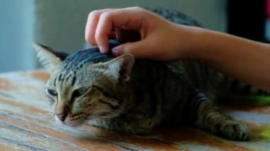 Küçük kedi kızın eliyle başını kaşımaktan mutlu. Kedi ahşap bir masanın üzerinde yatıyor..