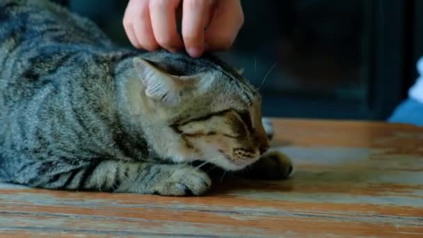 小さな猫は少女の手で頭を掻くのがうれしい 猫は木のテーブルの上に横たわっている — ストック動画