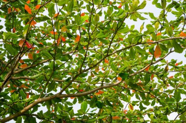 Sonbahar mevsiminde Ağacın Yaprakları.