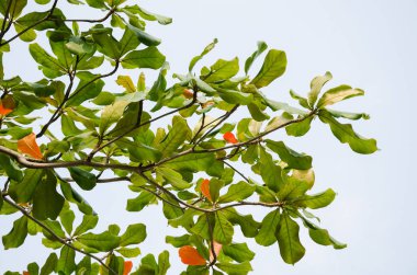 Sonbahar mevsiminde Ağacın Yaprakları.