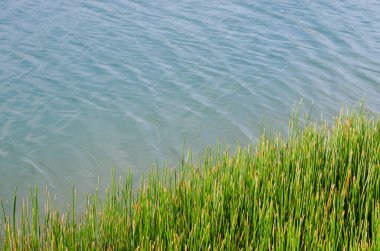 Doğal Göl 'de Yeşil Yaprak Bitkisi.