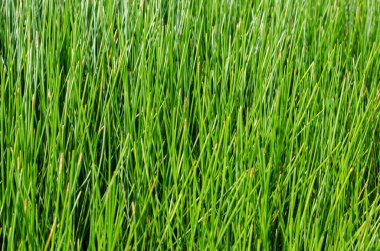 Sabit Bitkinin Yeşil Yaprağı.