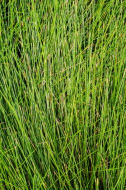 Sabit Bitkinin Yeşil Yaprağı.