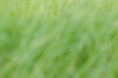 Yazın Yeşil Çayırda Yumuşak Odaklı Arkaplanda.