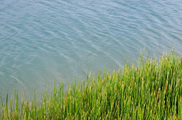 Green Leaf Sedge Plant Natural Pond — Stock Photo, Image