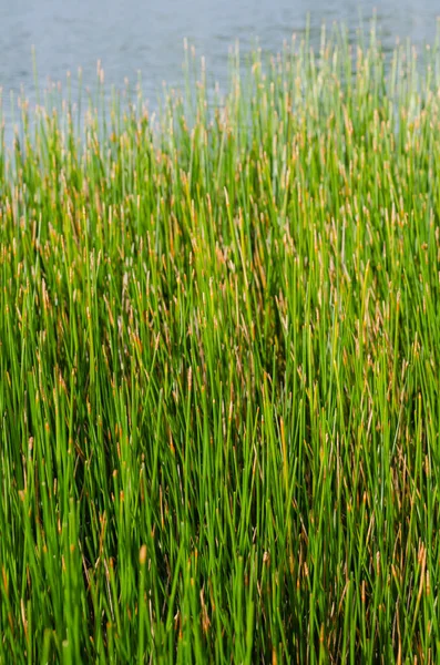 Green Leaf Sedge Plant Natuurlijke Vijver — Stockfoto