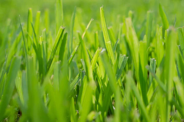 Green Grass Field Nyáron Soft Focus Háttér — Stock Fotó