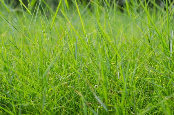 Herbe Verte Champ Été Dans Contexte Soft Focus — Photo