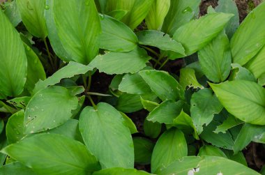 Tropikal Doğal Bahçede Yeşil Yaprak.