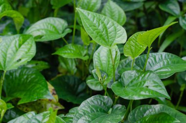 Yeşil Betel Yaprak Çalı (veya Piper Sarmentosum Roxb in Botanik Adı) Tropikal Bahçede.