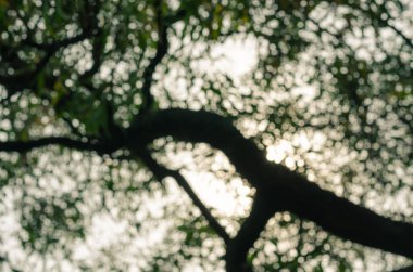 Yaprak Boşluğunun Bulanık Bokeh 'i.