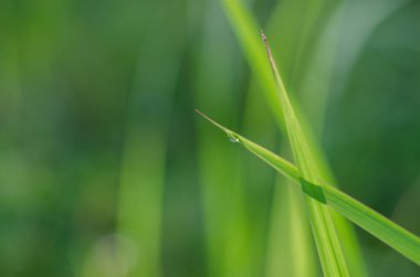 Pirinç Yapraklarındaki Çiy Doğal Arkaplanda Yumuşak Odaklanıyor.