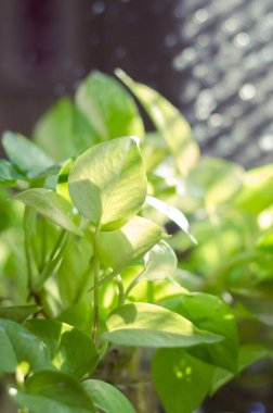 Altın Pothos Yaprağı Doğal Arkaplan İçin Yumuşak Odaklanıyor.