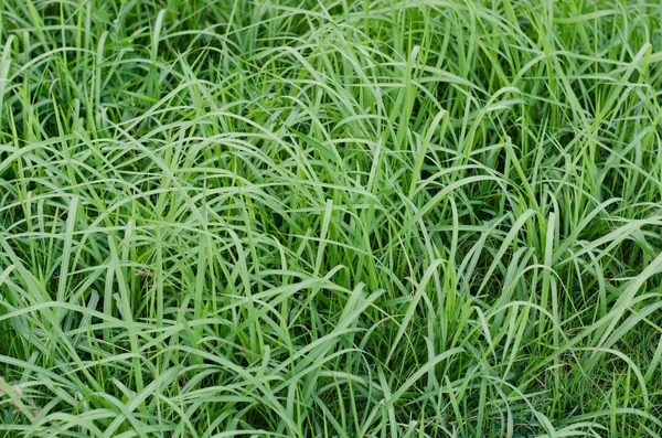 Grönt Gräs Fält Mjuk Fokus Bakgrund — Stockfoto