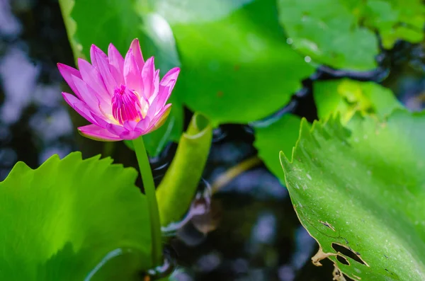 Magenta Lotus Blooming Natural Pond — Stock Photo, Image