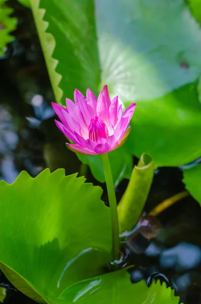 Magenta Lotus Blooming Natural Pond — Stock Photo, Image