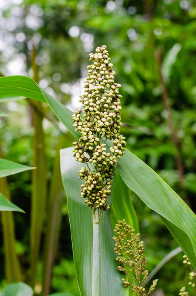 Sorghum Bitkisi Doğal Bahçe Büyüdü — Stok fotoğraf