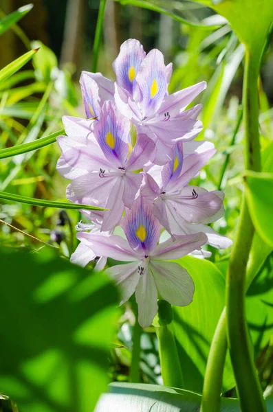 Water Hyacinth Flower Eichhornia Crassipes Botanical Name Bloom Sunlight Summer — Stock Photo, Image