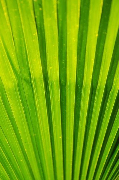Texture Green Palm Leaf Soft Focus Résumé Contexte — Photo