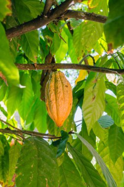 Doğal Bahçede taze organik kakao meyvesi (ya da Theobroma kakaosu botanik adıdır)..