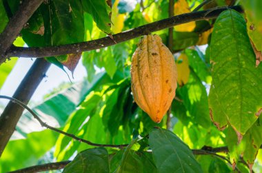 Doğal Bahçede taze organik kakao meyvesi (ya da Theobroma kakaosu botanik adıdır)..