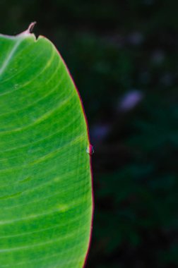 Doğal Arkaplan İçin Muz Yaprağı Üzerine Çiy Düşürme.