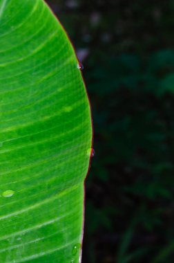 Doğal Arkaplan İçin Muz Yaprağı Üzerine Çiy Düşürme.
