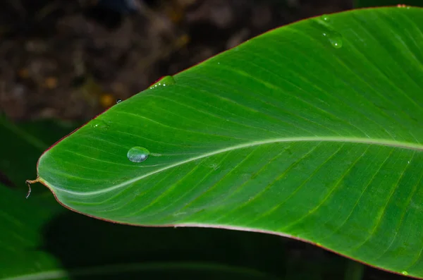 Dew Drop Banana Leaf Natural Background — Stock Photo, Image