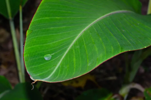 Gota Rocío Hoja Banano Para Fondo Natural —  Fotos de Stock