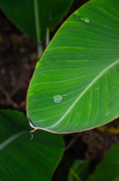 Dew Drop Banana Leaf Natural Background — Stock Photo, Image