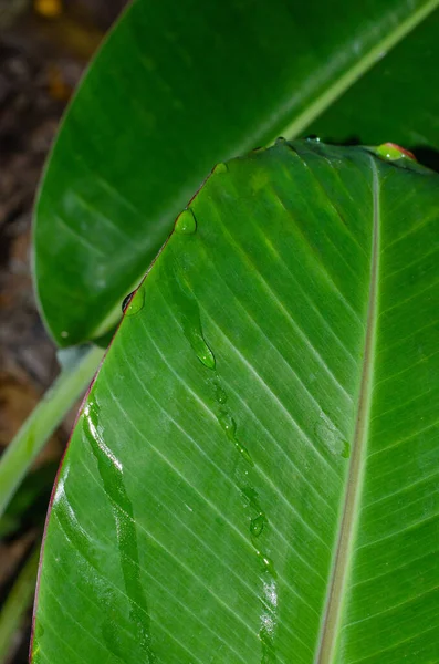 Dew Drop Banana Leaf Natural Background — Stock Photo, Image