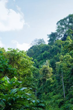 Güneş Işığında Tropik Bereketli Orman.