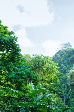 Güneş Işığında Tropik Bereketli Orman.