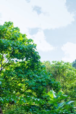 Güneş Işığında Tropik Bereketli Orman.