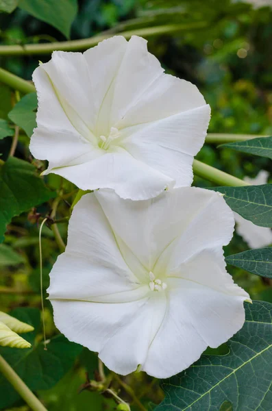 Ay Çiçeği (ya da Ipomoea alba botanik adı), Doğal Bahçede açan bir çiçektir..