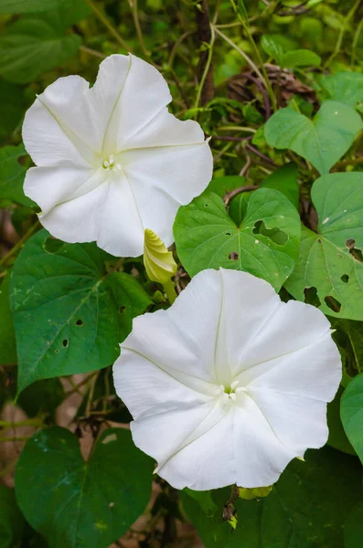 Ay Çiçeği (ya da Ipomoea alba botanik adı), Doğal Bahçede açan bir çiçektir..