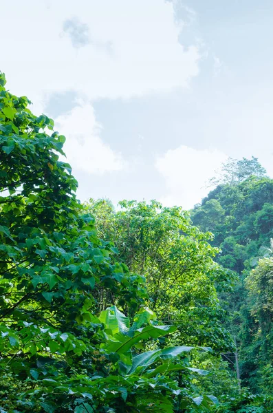 Tropical Lush Forest Sunlight — Stock Photo, Image