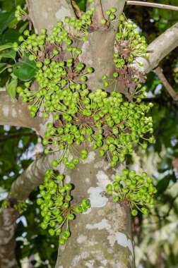 Gular İncir Ağacı 'nın İncir Ağacı Kümesi (botanik adı Ficus Racemosa) Tayland' ın güneyindeki Doğal Bahçesi 'nde.