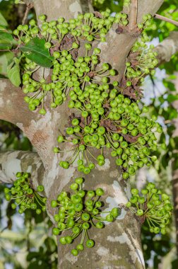 Gular İncir Ağacı 'nın İncir Ağacı Kümesi (botanik adı Ficus Racemosa) Tayland' ın güneyindeki Doğal Bahçesi 'nde.