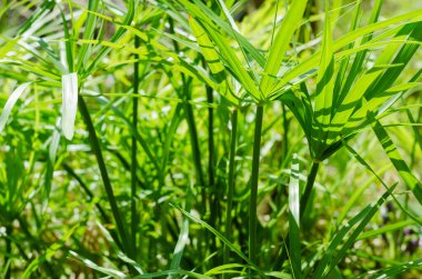 Doğal Göl 'de Yeşil Yaprak Bitkisi.