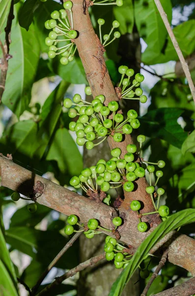 Gular İncir Ağacı 'nın İncir Ağacı Kümesi (botanik adı Ficus Racemosa) Tayland' ın güneyindeki Doğal Bahçesi 'nde.